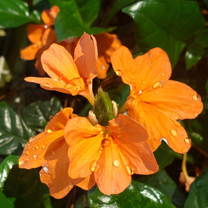 Mona Wallhead Firecracker Flower, Crossandra, Crossandra infundibuliformis 'Mona Wallhead'